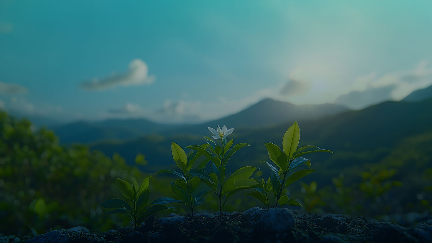 Fondo de Hojas