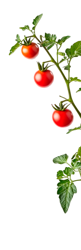 Tomates Decorativos
